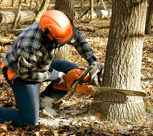 Tree Removal in Ivesdale, IL